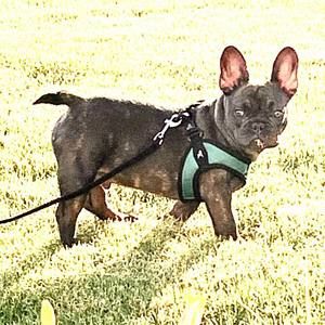 Meet your Posher, Clytie